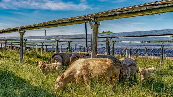 photo of This solar farm lets cattle roam under moving panels image