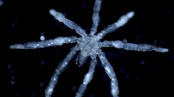 photo of This Newly Discovered Sea Spider Is a Parasite With Its Own Parasites image