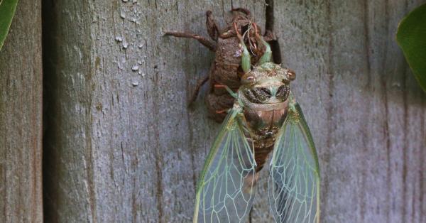photo of The Earth Will Feast on Dead Cicadas image