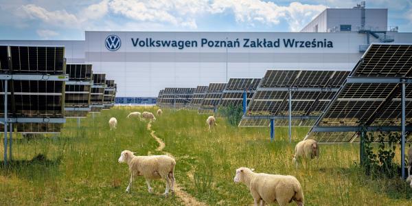 Volkswagen put 100 sheep to work under…