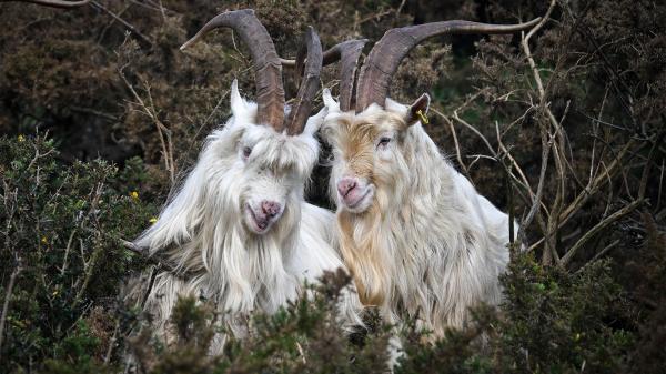 photo of Age of Empires II’s goats used as AI building blocks to build a neural network — goaty experiment mocks the idea of… image