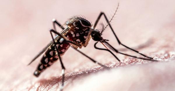 Flight Path Data Shows How Mosquitoes Target Humans