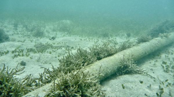 photo of Oregon will start charging service providers for undersea cables using its sea floor — millions accrued over years&hellip; image