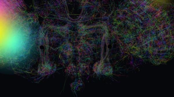 Google's simulated fruit fly brain&hellip;