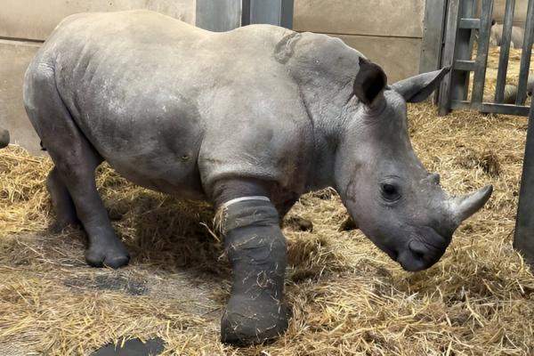 photo of Rhino Undergoes First-of-Its-Kind Leg Surgery, Is Very Cute image