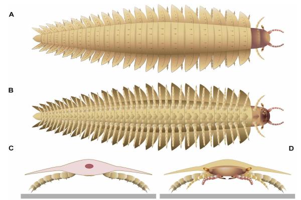 photo of Scientists Reconstruct Terrifying Face of Car-Sized Millipede That Roamed Prehistoric Earth image