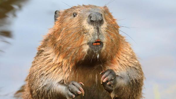 Maryland Officials Shut Down State Park…