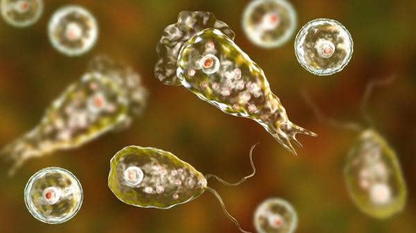 photo of These Popular National Parks Are Teeming With Brain-Eating Amoebas image