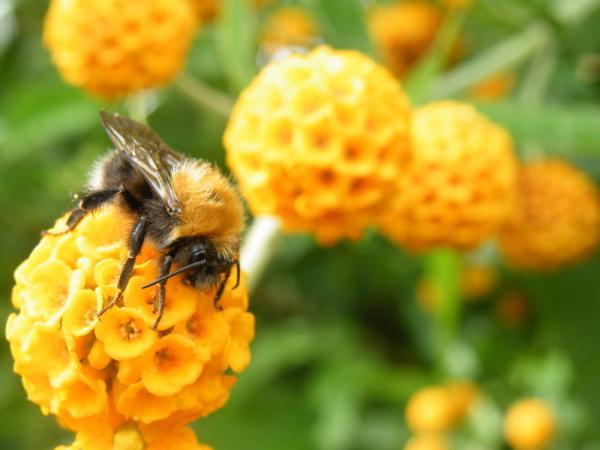 photo of Bees and hummingbirds aren't just buzzing – they're sipping trace booze image