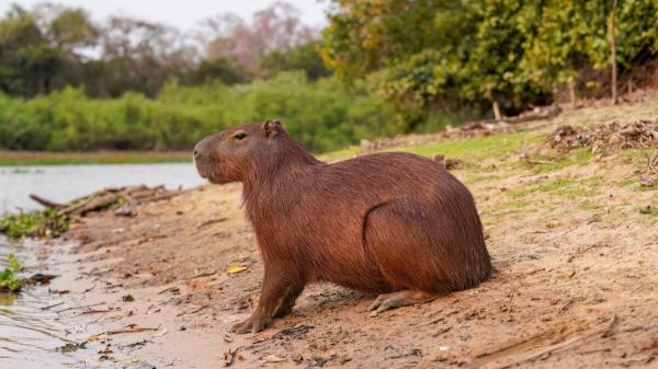 photo of A Fossil Capybara Tooth Suggests the Atacama Desert Was Once Surprisingly Wet image