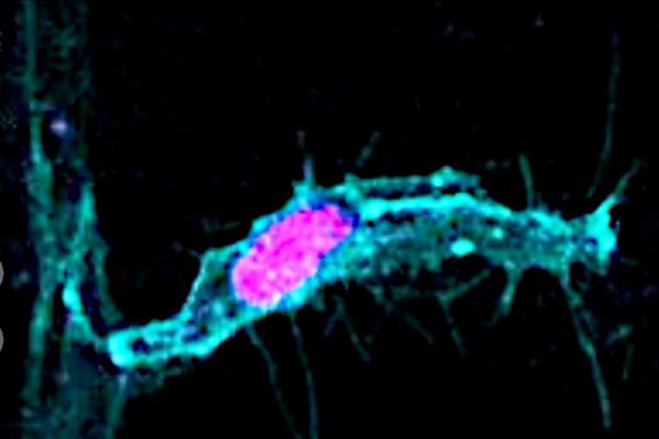photo of What You Learned About Cell Division Is Probably Wrong image