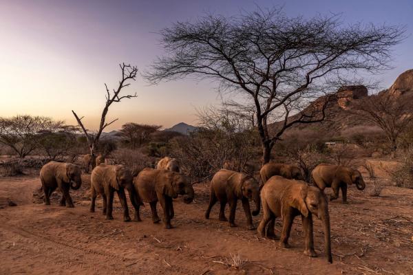 photo of Authorities Investigating Mysterious Deaths of 15 Elephants at Kenyan National Park image