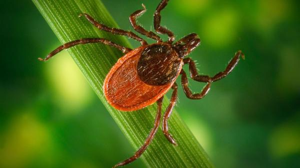 photo of Finally, Some Good News in the Fight Against Lyme Disease image