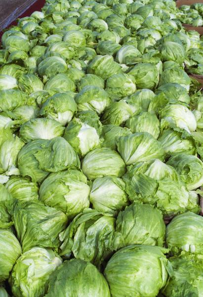 Taylor Farms pulls iceberg lettuce from…