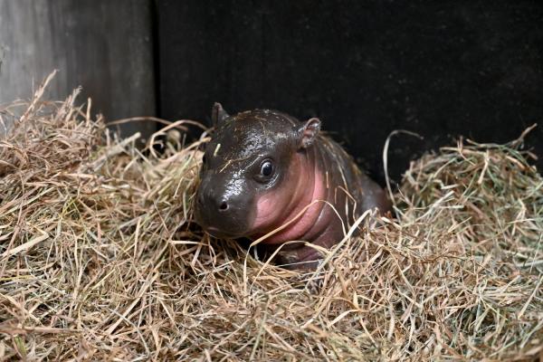 photo of Meet ‘New Deng’: Virginia Zoo’s Latest Addition Is a Baby Pygmy Hippo image