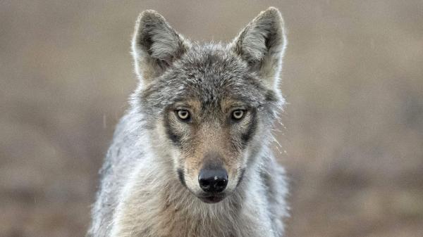 Wolves roam into Finnish villages after…