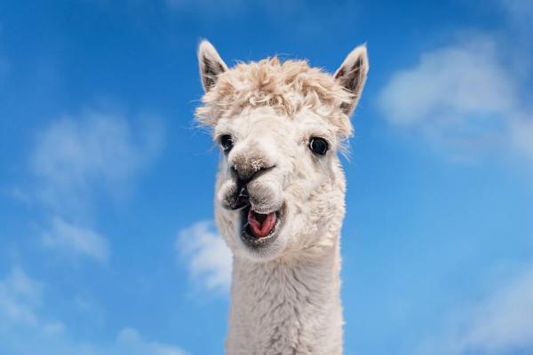 Judge says Meta must defend claim it stripped copyright info from Llama's training fodder