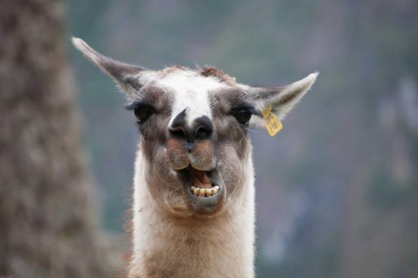 Meta gives nod to weaponizing Llama –…