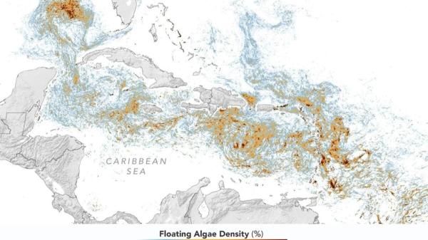 photo of NASA Map Reveals Record Blob of Vacation-Wrecking Seaweed image