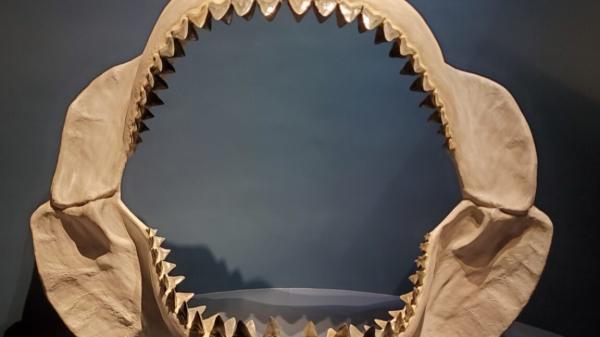 Study: Megalodon’s body shape was…