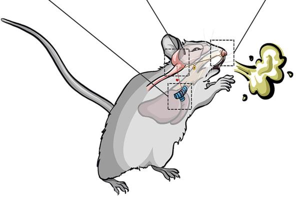 How the Brain Separates Sneezing From…