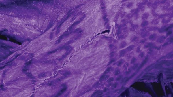 photo of Impossibly Intricate Tattoos Found on 2,000-Year-Old ‘Ice Mummy’ image