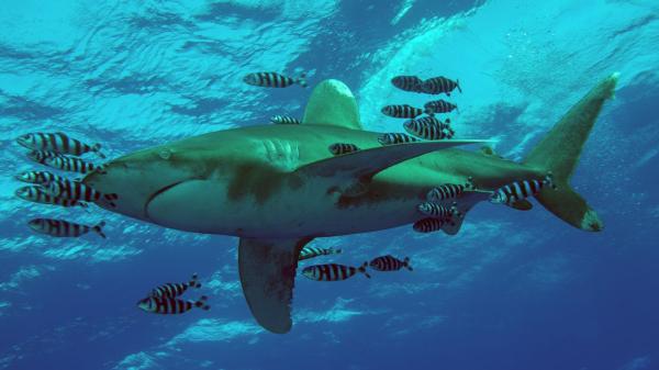 photo of How to watch Shark Week 2026 online from anywhere image
