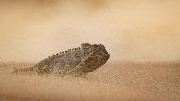 Wildlife Photographer of the Year 2026&hellip;