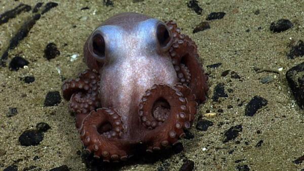 Trump Just Screwed the Atlantic’s Only&hellip;