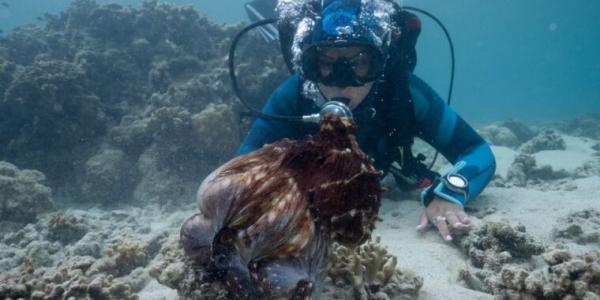 Secrets of the Octopus takes us inside the world of these “aliens on Earth”