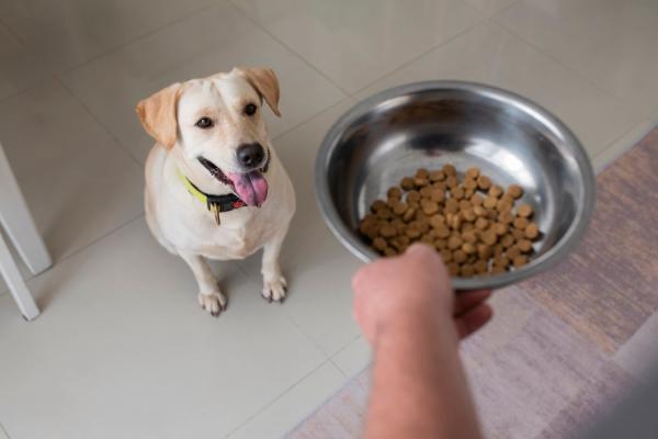 photo of When It Comes to Unwanted Weight Gain, Humans and Labradors Have This in Common image