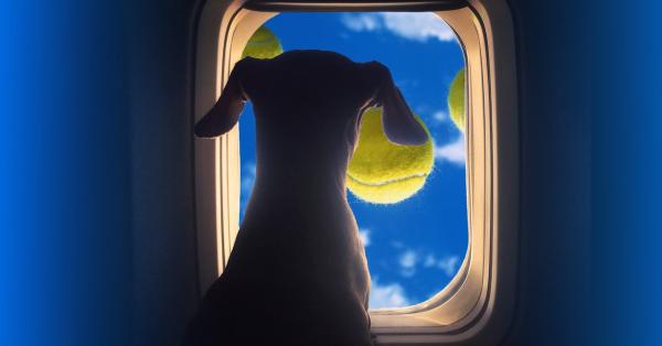 Somehow, the Dog Situation on Airplanes…