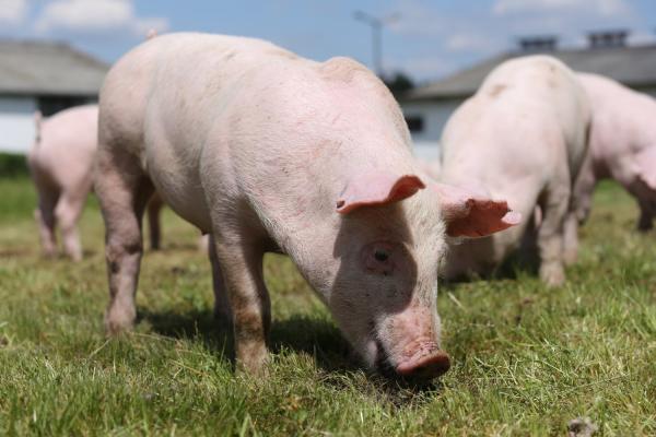 photo of The FDA Just Approved the First CRISPR-Edited Pigs for Food image