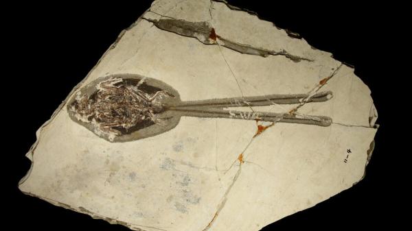 photo of Paleontologists Just Found the Most Extra Bird of the Dinosaur Era image