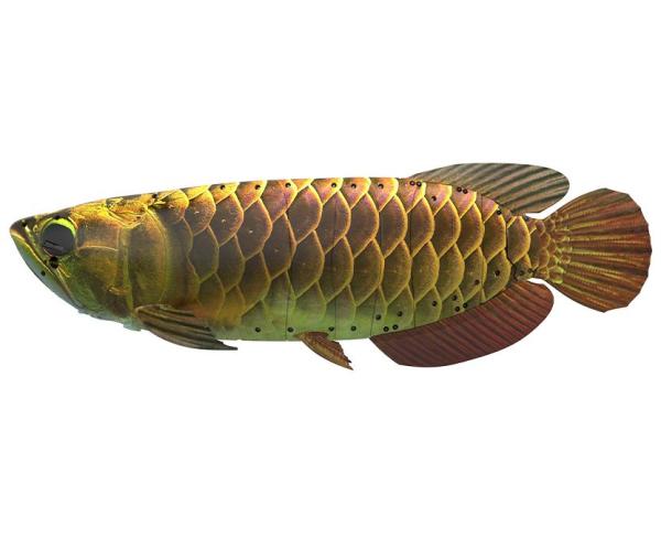 China's autonomous 'bionic robot' fish…