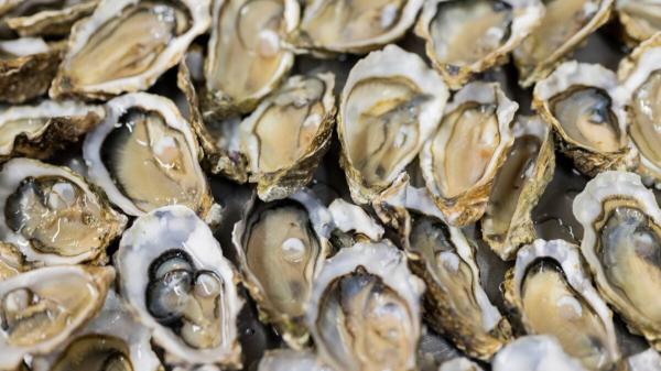 Raw Oysters Behind Salmonella Outbreak Sweeping Across the…