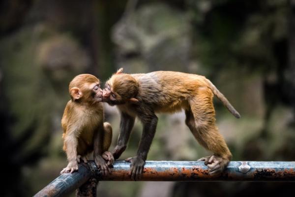 photo of The Saga of South Carolina’s Escaped Lab Monkeys Isn’t Over Yet image