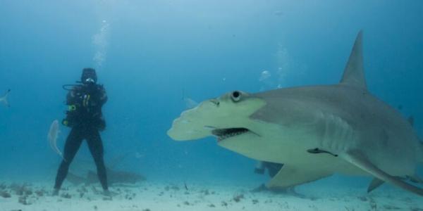 photo of An ultra-athlete goes head-to-head with the world’s most formidable sharks image