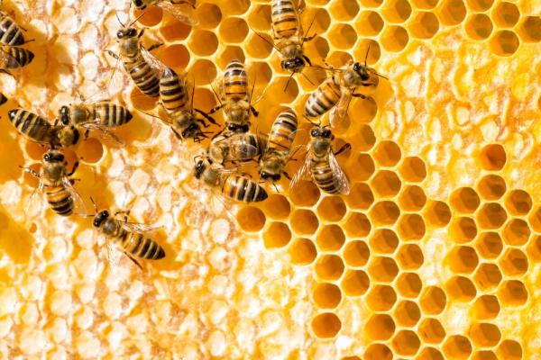Uncle Sam slaps $10m bounty on Hive…