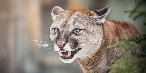 'Roaring cougars' lunched on OpenAI in&hellip;