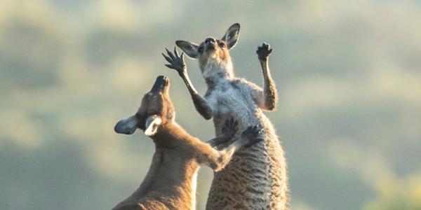 No honor among thieves as 0APT threatens…