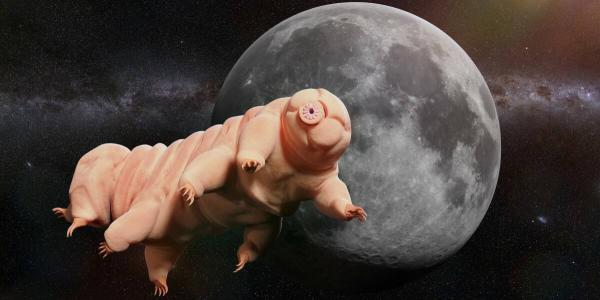 photo of Tardigrade genes may hold secret to radiation treatments for humans image