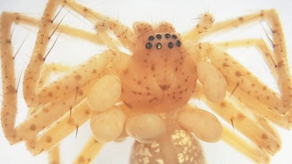 This Spider’s ‘Pearl Necklace’…