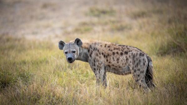 photo of Scientists Thought Hyenas Followed Lions for Scraps. They Were Wrong image