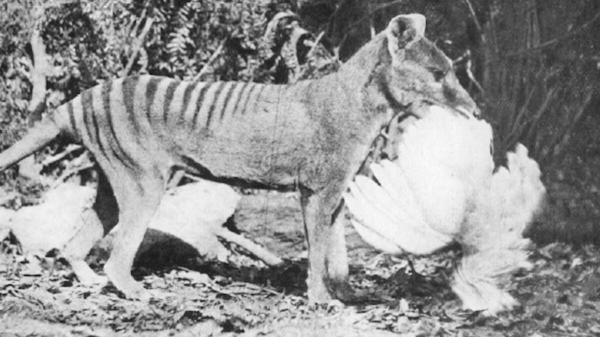 photo of We Were Wrong About How the Extinct Tasmanian Tiger Hunted Its Prey image