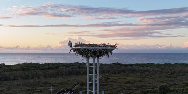 Is that a bird’s nest, a wireless…