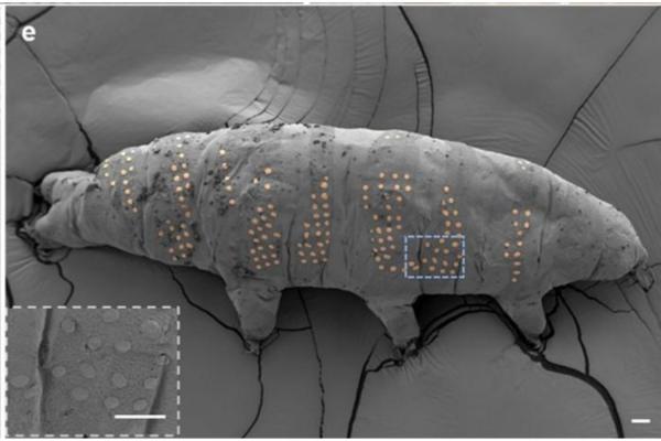 photo of Researchers Tattooed Tardigrades. They Promise It Will Be Useful image