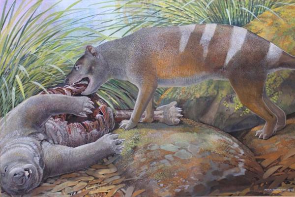 photo of Tasmanian Tiger Ancestor Ate All of Its Prey—Even Bones and Teeth image