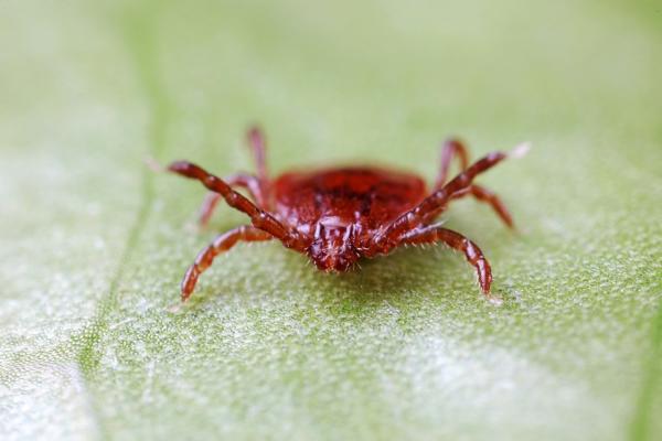 photo of Scientists Have Discovered a New, Potentially Brain-Invading Tick Virus image