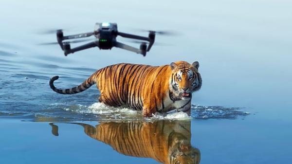 photo of How to watch Tiger Island online from anywhere in the world — stream for free image